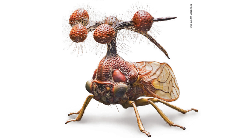 Illustration for article titled Este insecto brasileño es probablemente el bicho más raro del mundo